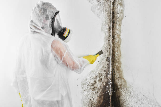 Tice, FL Mold Remediation Company