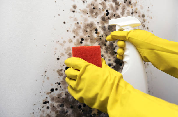 Best Residential Mold Remediation in Tice, FL